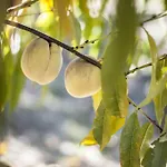 Azienda Agrituristica Alcastle Κατάλυμα σε φάρμα Montabone