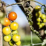 Κατάλυμα σε φάρμα Azienda Agrituristica Alcastle *