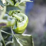 Κατάλυμα σε φάρμα Azienda Agrituristica Alcastle Montabone