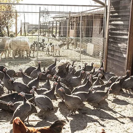 Azienda Agrituristica Alcastle Farm stay *
