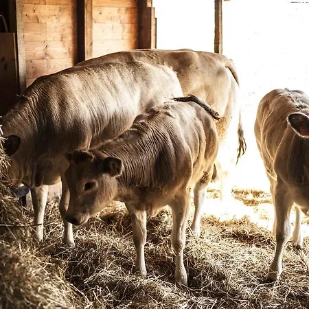 Azienda Agrituristica Alcastle Farm stay