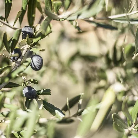 Azienda Agrituristica Alcastle