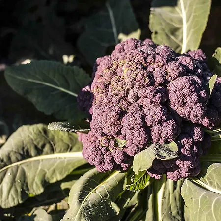 팜스테이 Azienda Agrituristica Alcastle