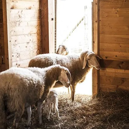Farm stay Azienda Agrituristica Alcastle